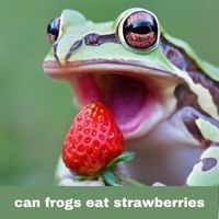 Frogs eat strawberries