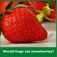 Should frogs eat strawberries