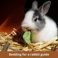 Bedding for a rabbit guide