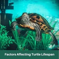 Factors Affecting Turtle Lifespan