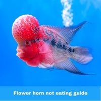 Flower horn not eating guide
