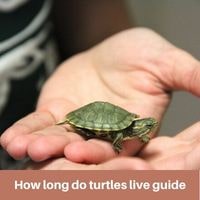 How long do turtles live guide