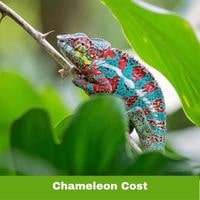 How much does a chameleon cost