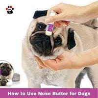 How to Use Nose Butter for Dogs
