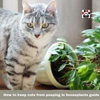 How to keep cats from pooping in houseplants guide