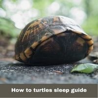 How to turtles sleep guide
