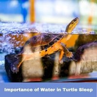 Importance of Water in Turtle Sleep