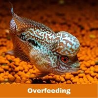 Overfeeding