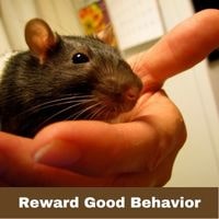 Reward Good Behavior