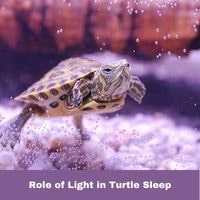 Role of Light in Turtle Sleep