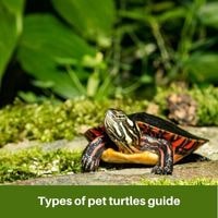 Types of pet turtles guide