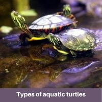 types of aquatic turtles