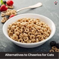 Alternatives to Cheerios for Cats