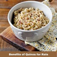 Benefits of Quinoa for Rats
