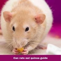Can rats eat quinoa guide