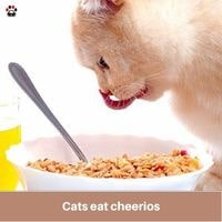 Cats eat cheerios