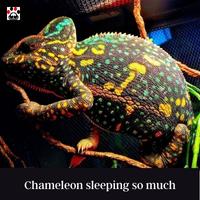 Chameleon sleeping so much