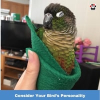 Consider Your Bird’s Personality