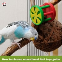 How to choose educational bird toys guide