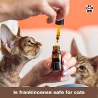 Is frankincense safe for cats