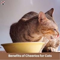 Potential Benefits of Cheerios for Cats