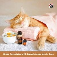 Risks Associated with Frankincense Use in Cats