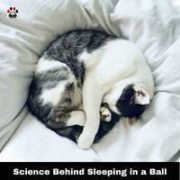 The Science Behind Sleeping in a Ball