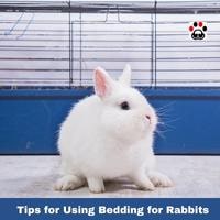 Tips for Using Bedding for Indoor Rabbits