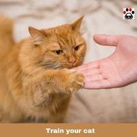 Train your cat