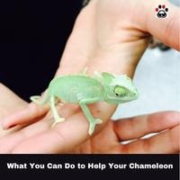 What You Can Do to Help Your Chameleon
