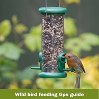 Wild bird feeding tips guide