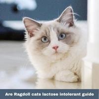 Are Ragdoll cats lactose intolerant guide