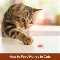 How to Feed Honey to Cats