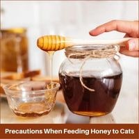 Precautions When Feeding Honey to Cats