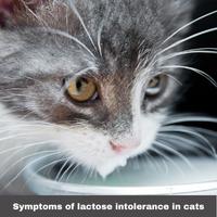 Symptoms of lactose intolerance in cats