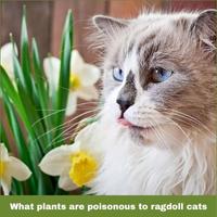 What plants are poisonous to ragdoll cats