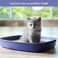 Can i use rice as cat litter guide
