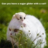 Can you have a sugar glider with a cat