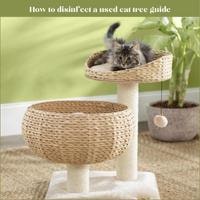 How to disinfect a used cat tree guide 