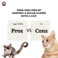 Pros and Cons of Keeping a Sugar Glider with a Cat