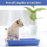 Pros of Using Rice as Cat Litter
