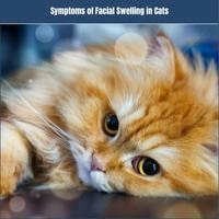 Symptoms of Facial Swelling in Cats