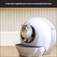Train your ragdoll cat to use an automatic litter box