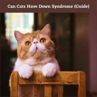Can Cats Have Down Syndrome guide
