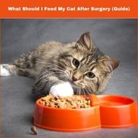 What Should I Feed My Cat After Surgery guide
