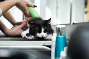 Caring for a Cat's Whiskers