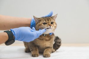 Dental Health in Cats