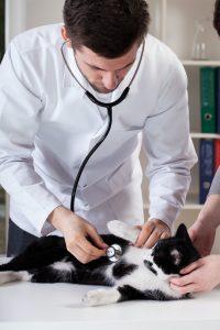 Care and Treatment of Cats