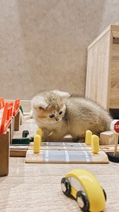 Regular Play and Exercise with kitten