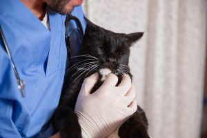 Treatment Options Of Cats
